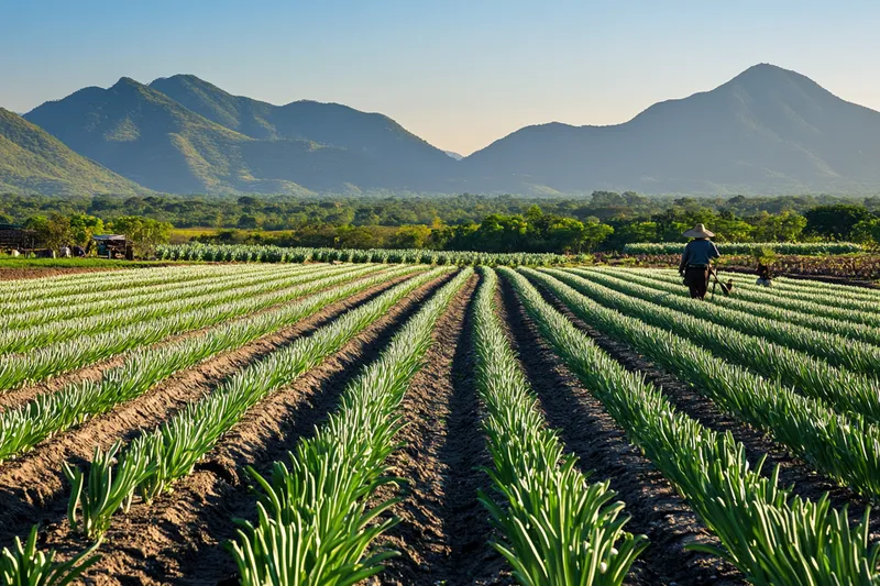 cultivo de ajo en méxico, técnicas y consejos para optimizar tu producción