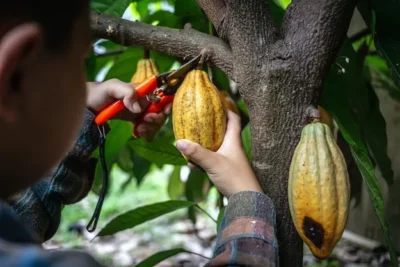 Cultivo de cacao