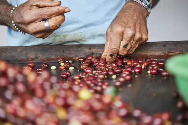 Cultivo de cafe