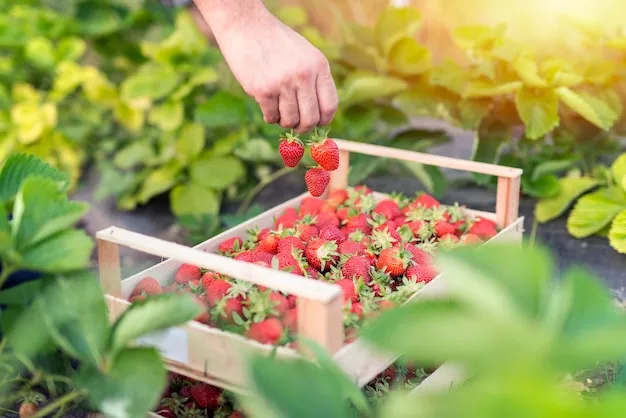 cultivo de fresa en méxico, técnicas y consejos para optimizar tu huerto