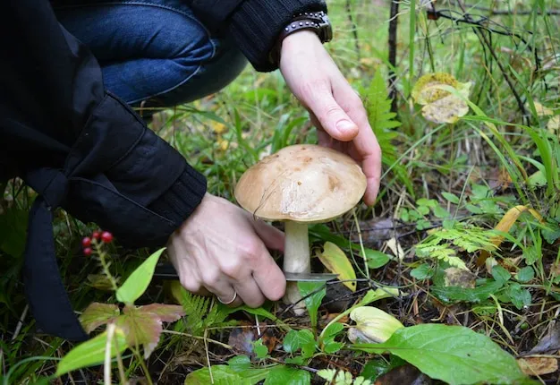 Cultivo de hongos comestibles