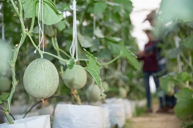 cultivo de maracuyá, técnicas y consejos para optimizar tu producción