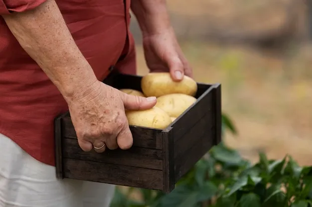 cultivo de papa en méxico, métodos y consejos esenciales