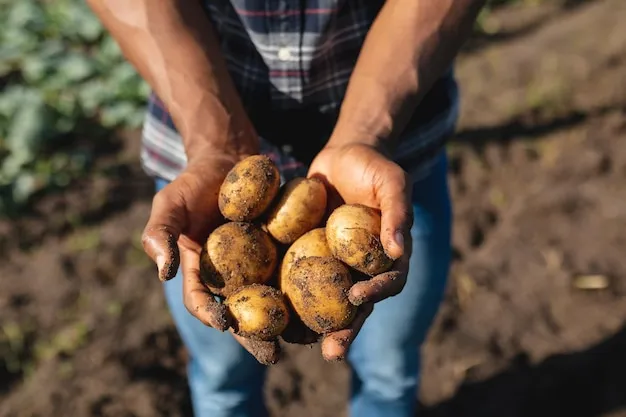 Cultivo de papa