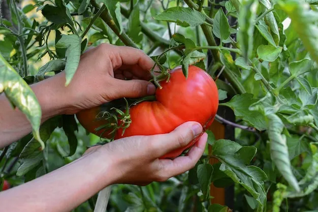 cultivo de tomate en méxico, técnicas y consejos prácticos