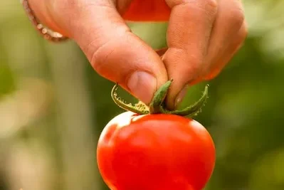 Cultivo de tomate