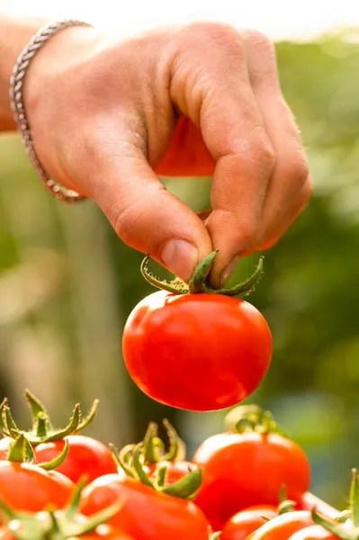 Cultivo de tomate