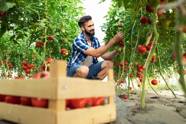 Cultivo protegido de tomate